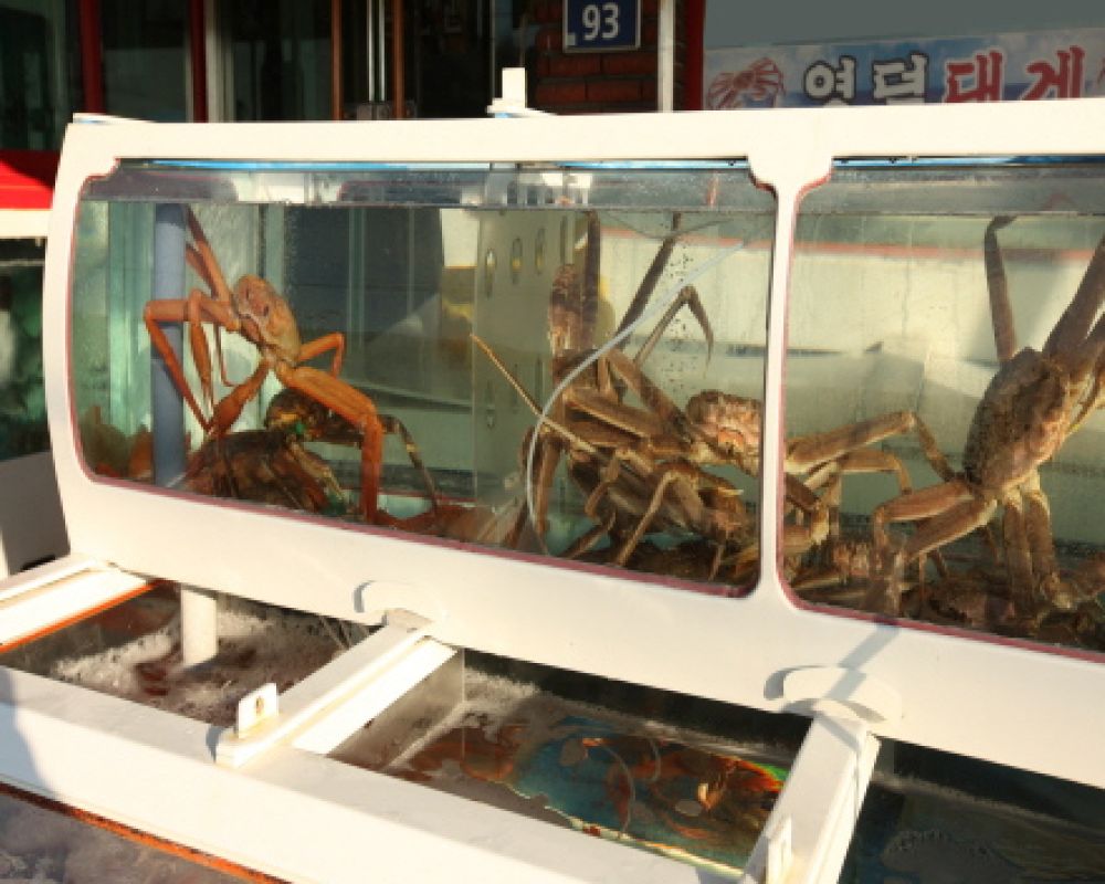 영덕대게구매대행